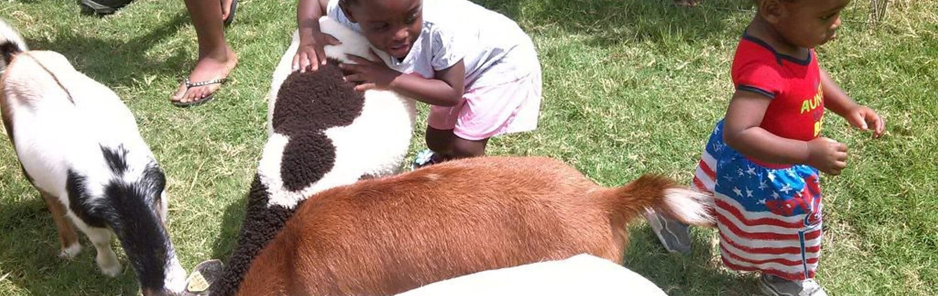 A One of a Kind Petting Zoo