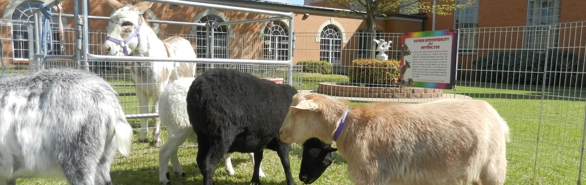Petting Zoo
